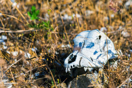 Skull of dead dog in forest. Natural selection conceptの写真素材