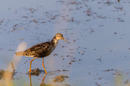 A juvenile Ruff or Philomachus pugnax wading in shallow water.の写真素材