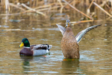 Mallard Ducks or Anas platyrhynchos in pond or lake.の写真素材