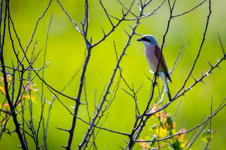 Bird shrike or Lanius sitting on a branch. Nature backgroundの写真素材
