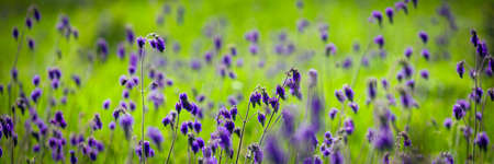 Salvia or Sage flowers. Summer meadow background.の写真素材