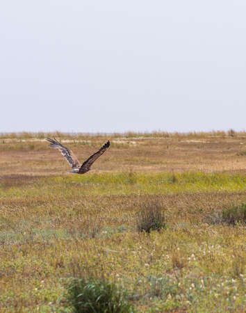 Flight of Steppe eagle or Aquila nipalensis.の写真素材