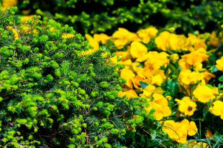 Branches of spruce or conifer background. Natural texture