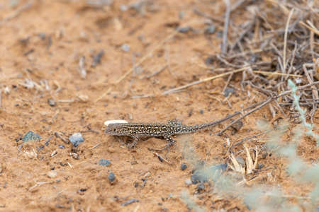 Steppe Runner Lizard or Eremias arguta on dry ground close.