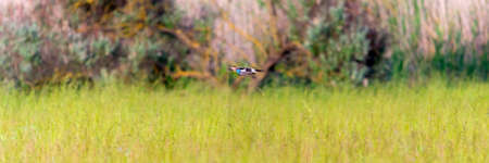 Eurasian jay in fast flight. Natural backgroundの写真素材