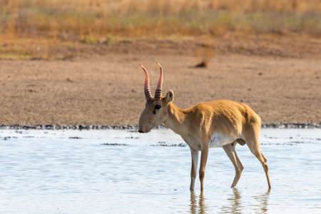 Wild male Saiga antelope or Saiga tatarica in steppe. Federal nature reserve Mekletinskii, Kalmykia, Russia.の写真素材