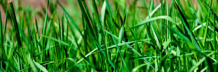 Close up of fresh thick grass with water drops in the early morning.の写真素材