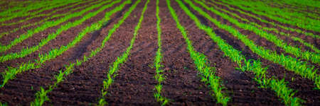 Sprouts of winter wheat sprouted in an endless field in smooth light green rows close-up.の写真素材