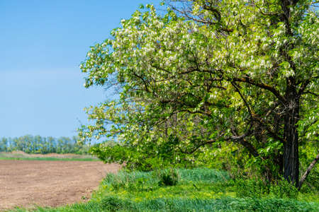 Beautiful white blooming acacia, blue sky, white clouds.の写真素材
