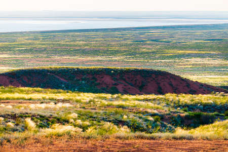 Wildflowers blooming in wild spring steppe. Colorful flowering field with forb.の写真素材