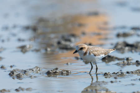 Kentish Plover or Charadrius alexandrinus on water placeの写真素材