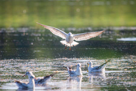 Seagull flying over water, Seagull landing, Bird flying, Bird landing over waterの写真素材