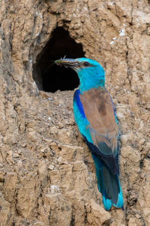 European roller or Coracias garrulus in natural habitat.の写真素材