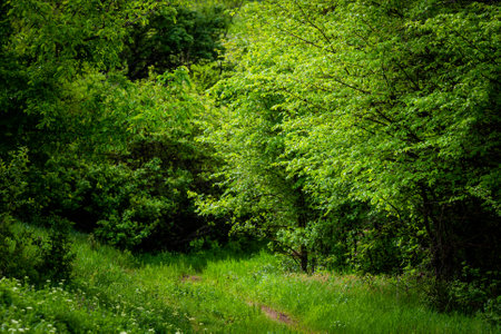 Rural dirt road in village area. Hiking and wild riding conceptの写真素材