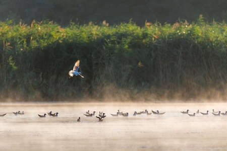 Flock of gulls in misty morning on a riverの写真素材