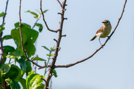 Stonechat, Saxicola rubicola, female bird on branch close-up.の写真素材