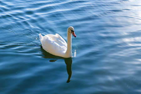 Proud mute swan in blue water of lake.の写真素材