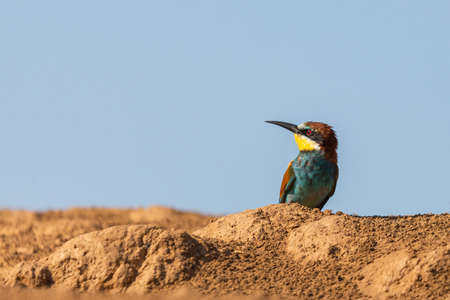 European bee-eater bird sit on a ground.の写真素材