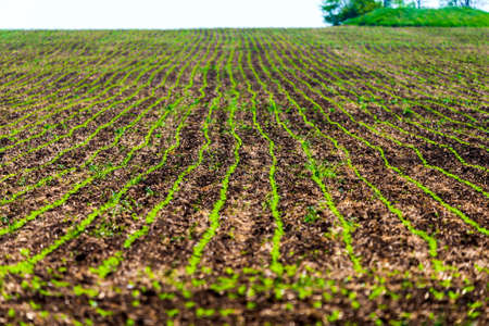 Sprouts of winter wheat sprouted in an endless field in smooth light green rows close-up.の写真素材