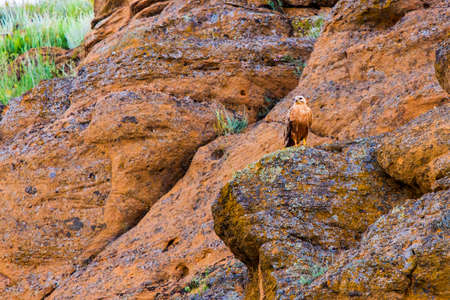 Barrow eagle or Long-legged Buzzard or Buteo rufinus.の写真素材
