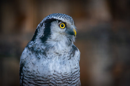 Portrait of A Northern Hawk Owl whose Latin name is Surnia ulula.の写真素材