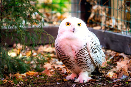 The snowy owl or Bubo scandiacus is a large, white bird of the true owl family. It is sometimes also referred to, more frequently, as the polar, white and the Arctic owl.の写真素材