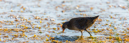 Spotted Crake or Porzana porzana feeding a little water pondの写真素材