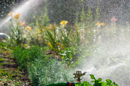 Automatic Garden Lawn sprinkler in action watering grass. Green Nature Background concept.の写真素材