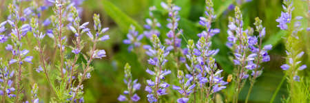Bright delicate blue flower of ornamental flower of flax and its shoot against complex background....
