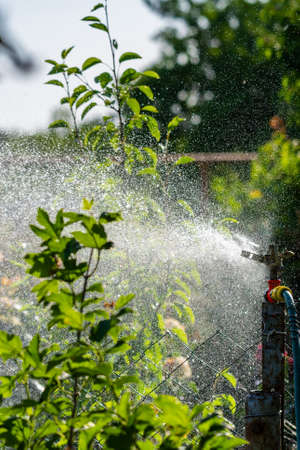 Automatic Garden Lawn sprinkler in action watering grass. Green Nature Background concept.