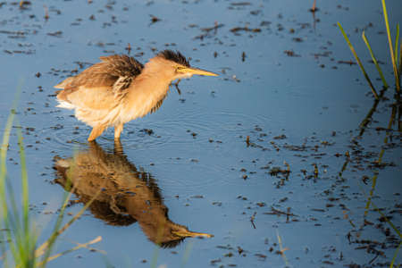 Eurasian Bittern or Botaurus stellaris hunting in water of pond or lake.の写真素材