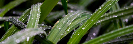 Water drop on grass leaves close. Natural backgroundの写真素材