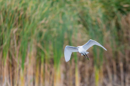 Ardea alba or White heron portrait in habitatの写真素材
