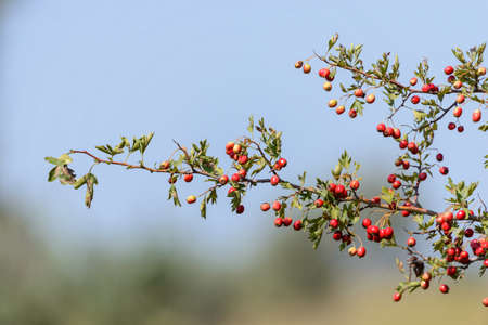 Crataegus. Red forest berries on a branch. Close-up of ripe fruits of red hawthorn with natural background. Hawthorn bush, berries in medicine, cosmetology.の写真素材