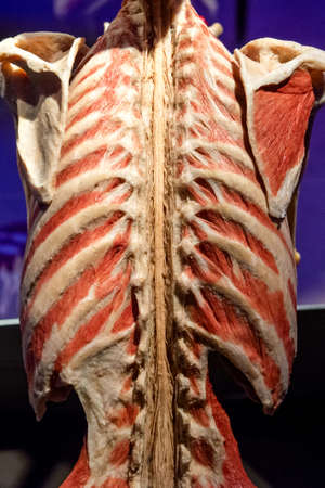 Russia, Moscow, 2021 May 31: Human Anatomy Exhibition by Gunther von Hagens. The anatomist invented the technique for preserving biological tissue specimens called plastination.のeditorial素材
