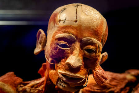 Russia, Moscow, 2021 May 31: Human Anatomy Exhibition by Gunther von Hagens. The anatomist invented the technique for preserving biological tissue specimens called plastination.のeditorial素材