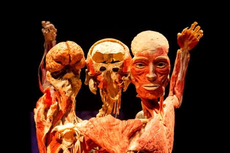 Russia, Moscow, 2021 May 31: Human Anatomy Exhibition by Gunther von Hagens. The anatomist invented the technique for preserving biological tissue specimens called plastination.のeditorial素材