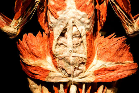 Russia, Moscow, 2021 May 31: Human Anatomy Exhibition by Gunther von Hagens. The anatomist invented...