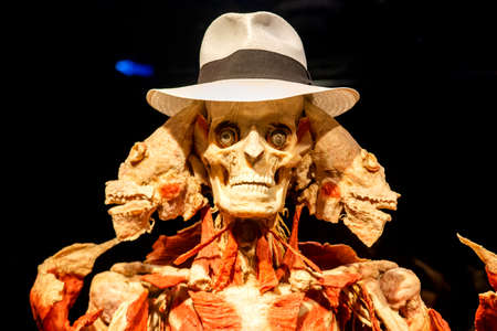 Russia, Moscow, 2021 May 31: Human Anatomy Exhibition by Gunther von Hagens. The anatomist invented the technique for preserving biological tissue specimens called plastination.のeditorial素材