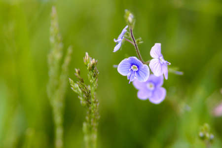 Closeup on the brlliant blue flowers of germander speedwell or Veronica chamaedrys.の写真素材