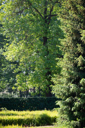 Healthy green trees in a park of old spruce, fir and pine trees.の写真素材