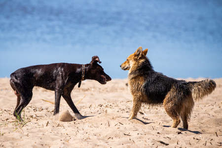 Two dogs playing or fighting on a sandy beach.