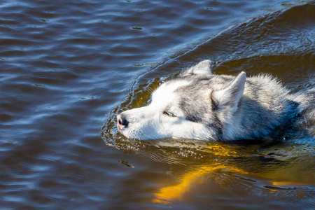 Malamute alaska dog swim in a river.の写真素材