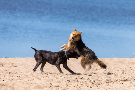 Two dogs playing or fighting on a sandy beachの写真素材