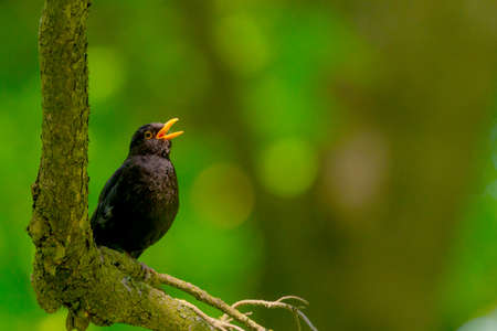 Blackbird or Turdus merula sits rests in green tree foliage in garden. Male bird with yellow orange eye ring and beak.の写真素材