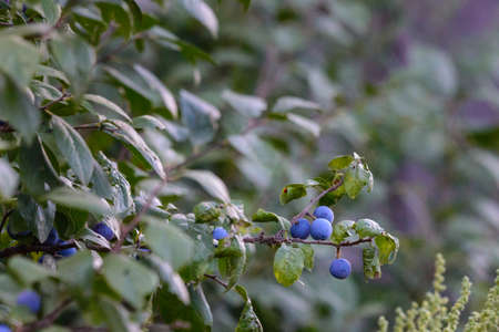 Wild plum tree with fruit on a branch.の写真素材