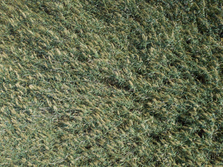 Top view on background texture of green grass reedsの写真素材