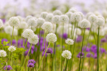 Blooming white and violet decorative onion plant in garden. flower decorative onion. White and violet allium flower or allium giganteum.の写真素材