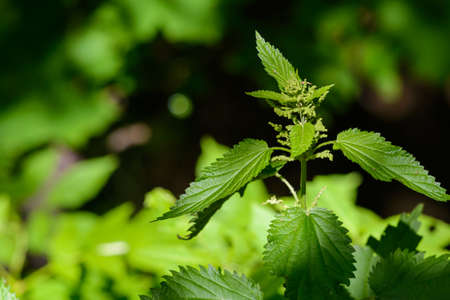 Closeup of Common nettle plants with defensive stinging hairs on green leaves and stems.の写真素材