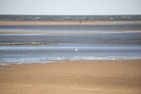 A pretty seagull walking along the seashore.の写真素材